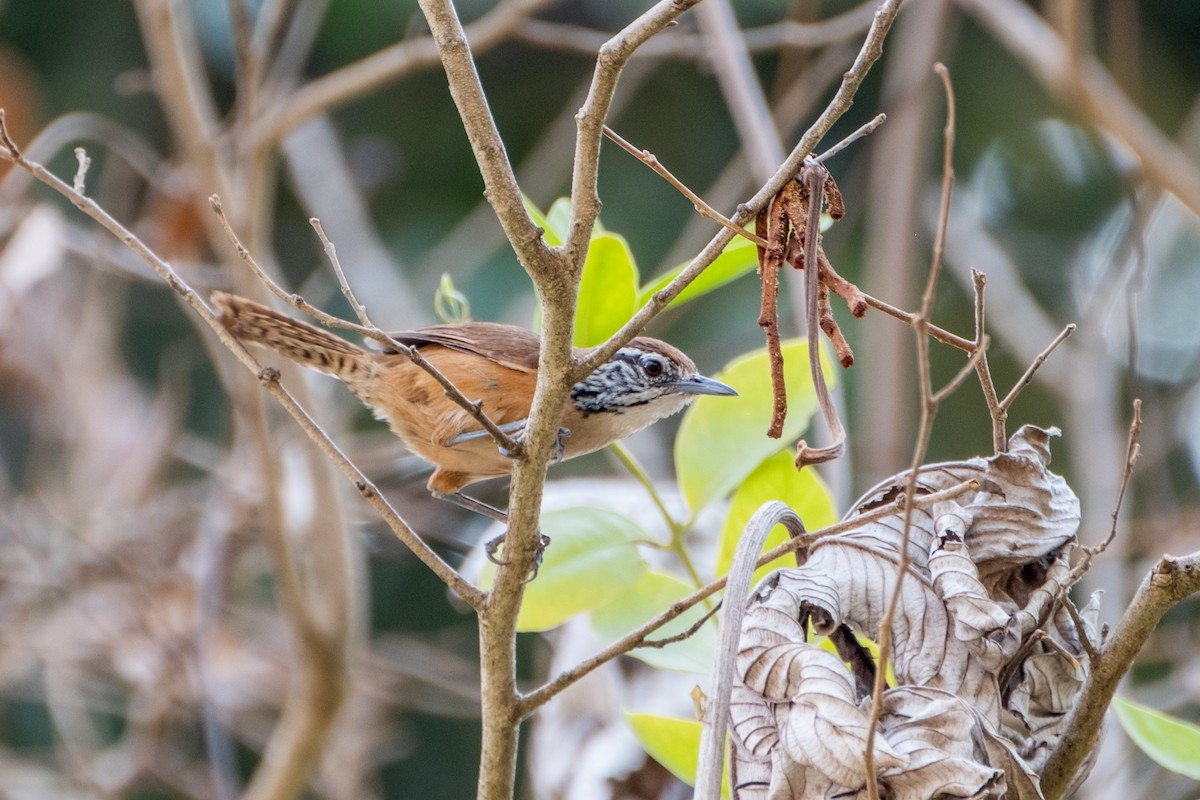 Happy Wren - ML621593513