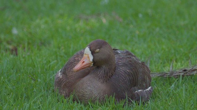 Greater White-fronted Goose - ML621593558