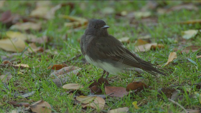 Black Phoebe - ML621593574