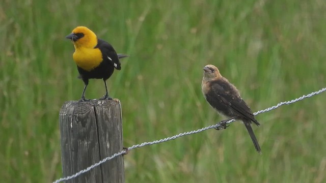 Yellow-headed Blackbird - ML621593582