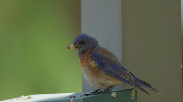 Blaukehl-Hüttensänger - ML621593598