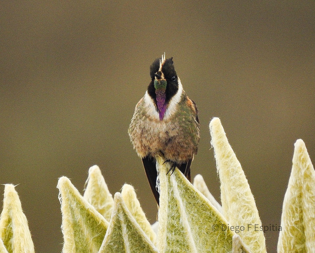 Buffy Helmetcrest - ML621593696