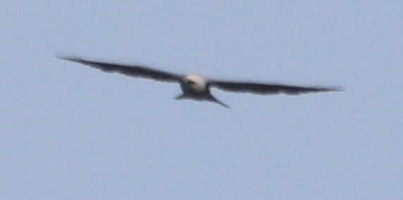 Mississippi Kite - ML621593704