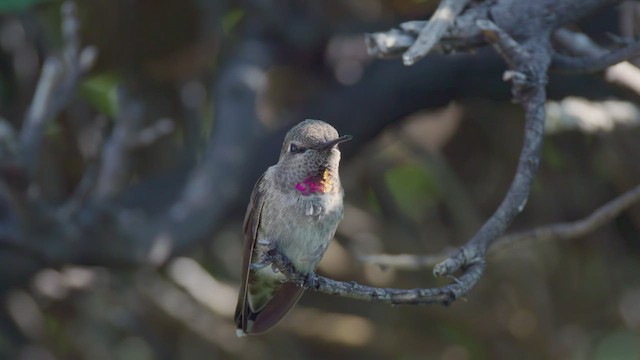 Anna's Hummingbird - ML621593713