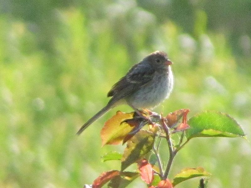 Field Sparrow - ML62159401