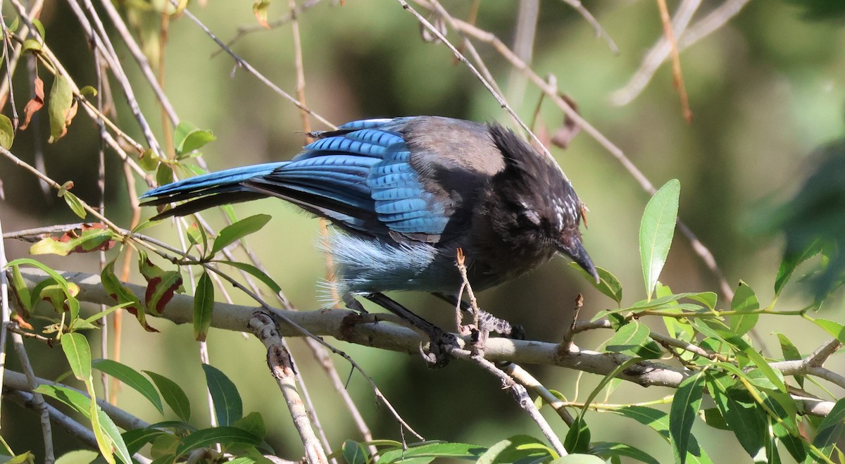 Steller's Jay - ML621594115