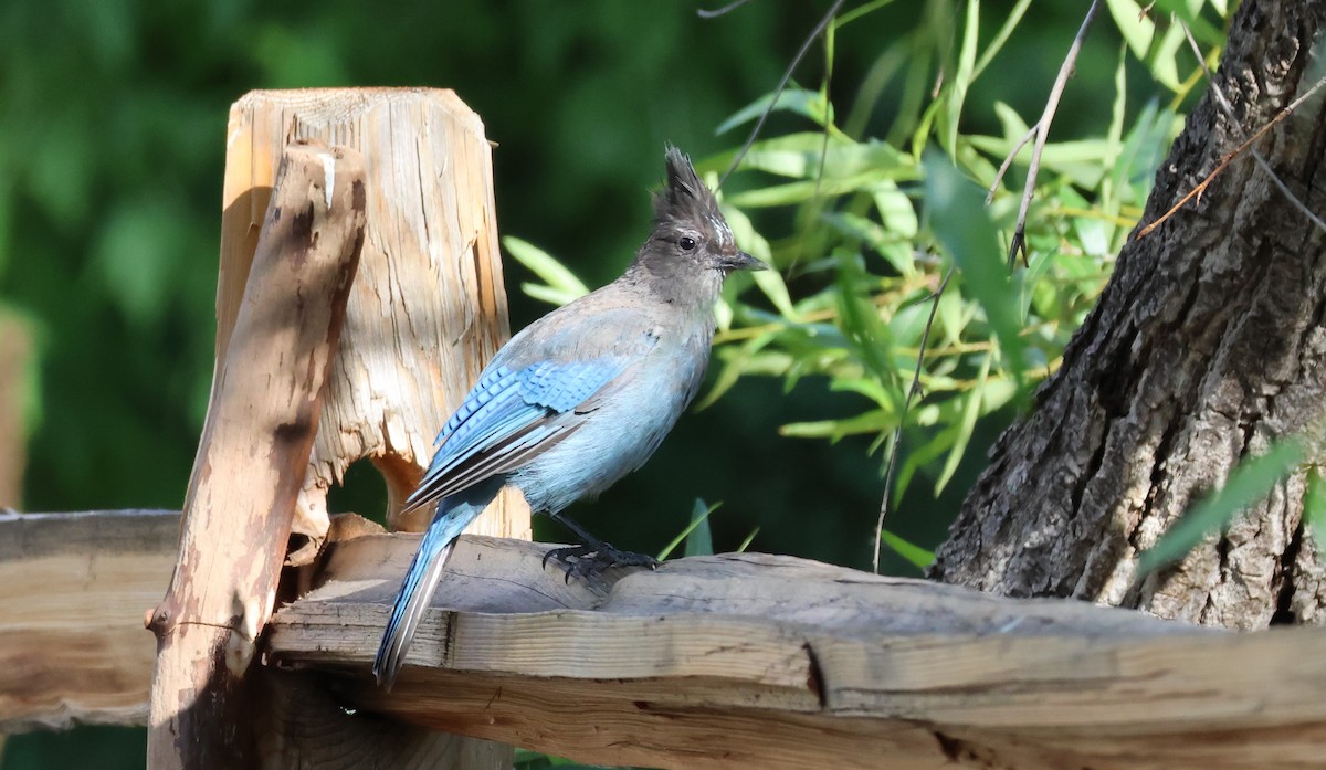 Steller's Jay - ML621594117