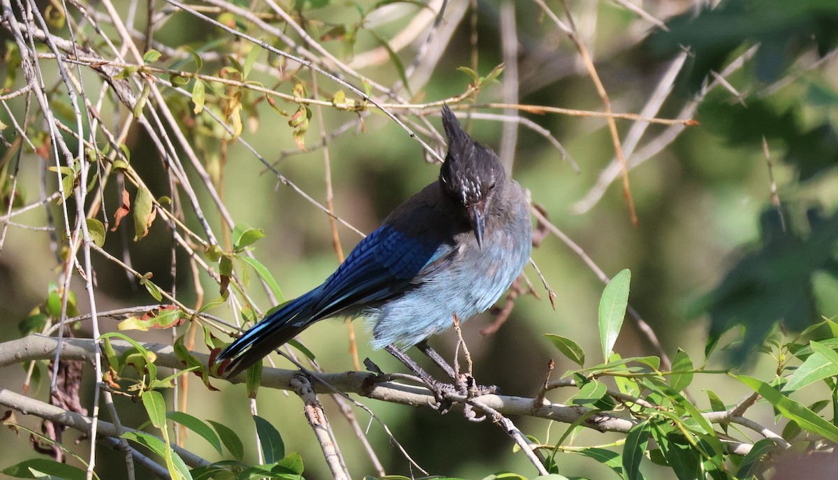 Steller's Jay - ML621594118