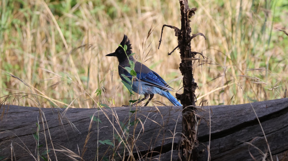 Steller's Jay - ML621594120