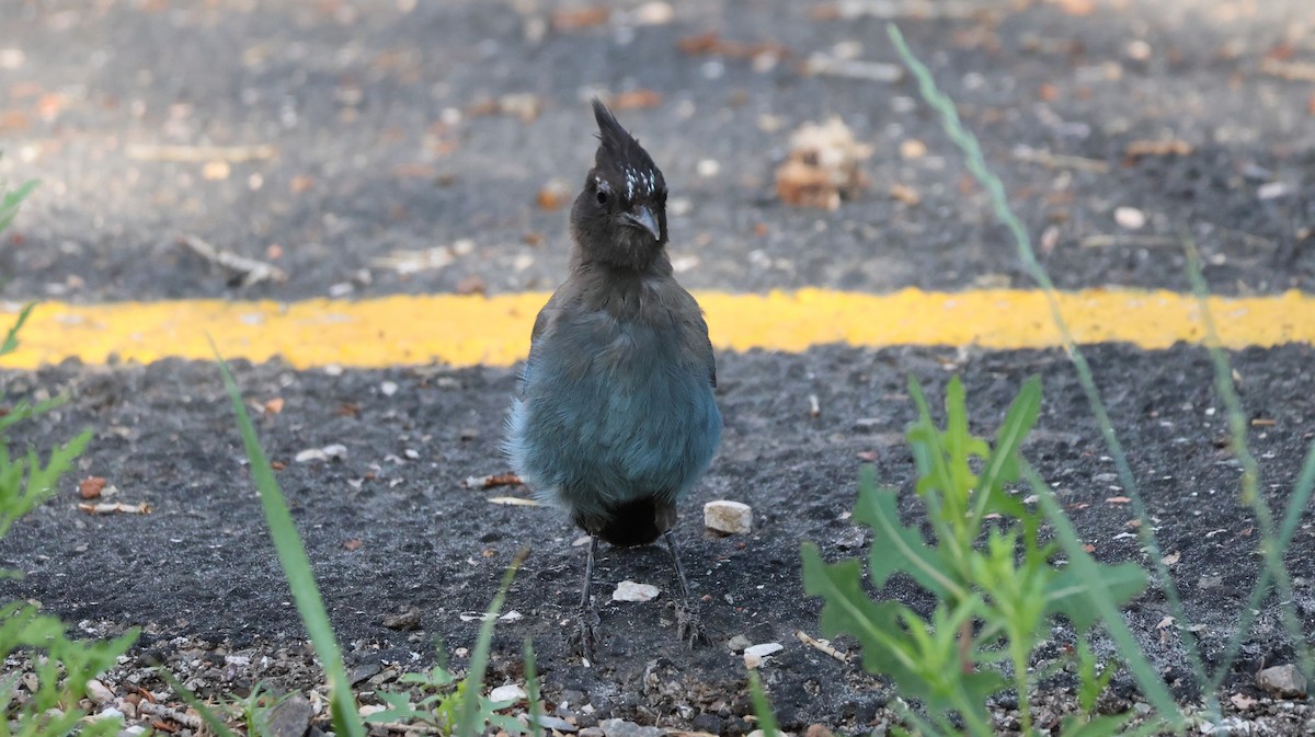 Steller's Jay - ML621594122