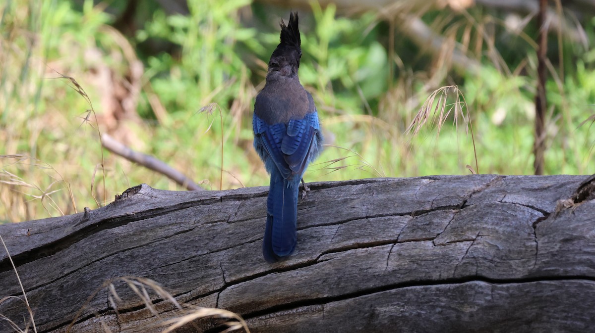 Steller's Jay - ML621594126