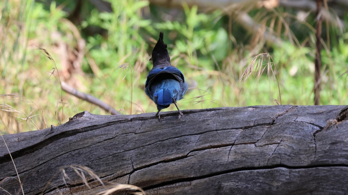 Steller's Jay - Tonie Hansen