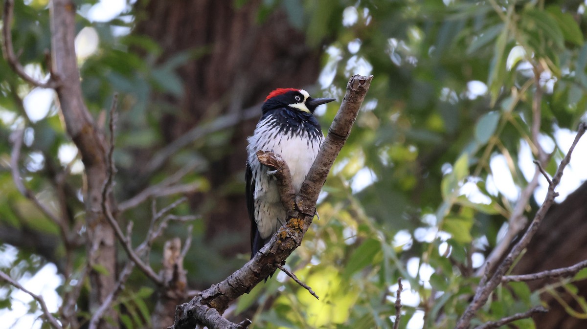 Acorn Woodpecker - ML621594133