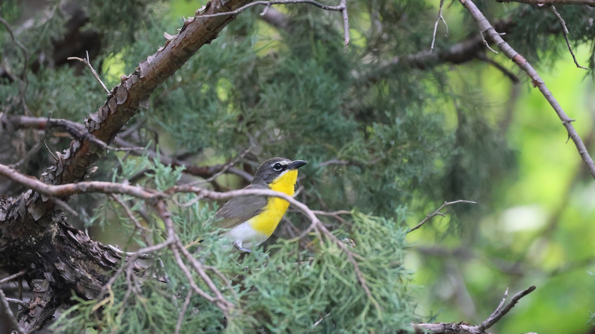 Yellow-breasted Chat - ML621594141