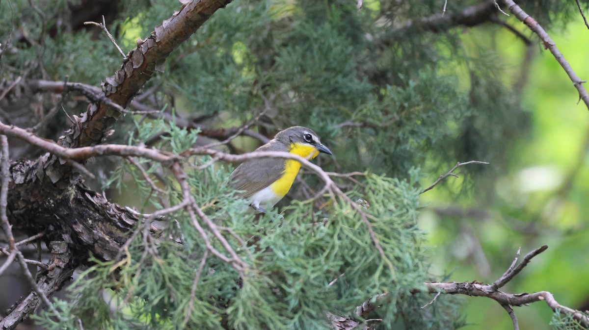 Yellow-breasted Chat - ML621594142