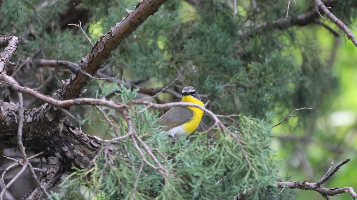 Yellow-breasted Chat - ML621594143