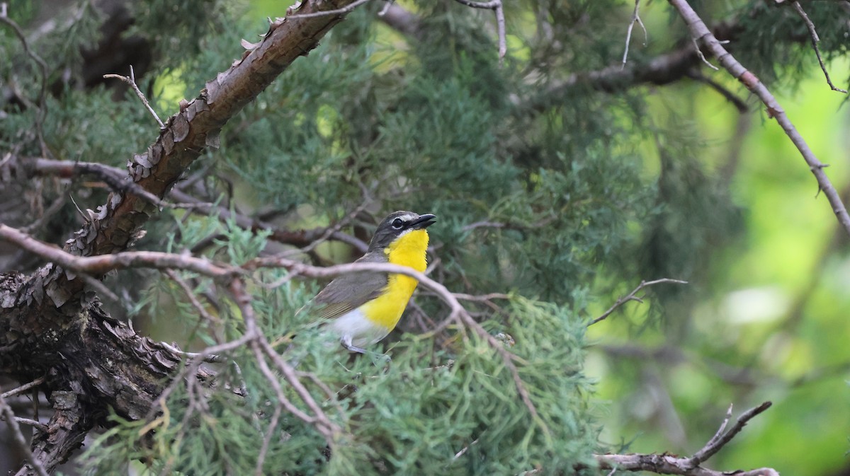 Yellow-breasted Chat - ML621594144