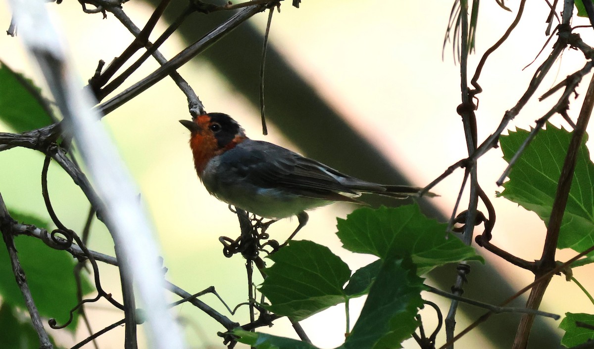 Red-faced Warbler - Tonie Hansen