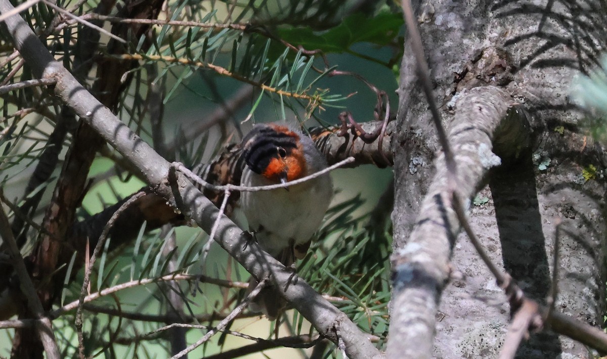 Red-faced Warbler - ML621594163