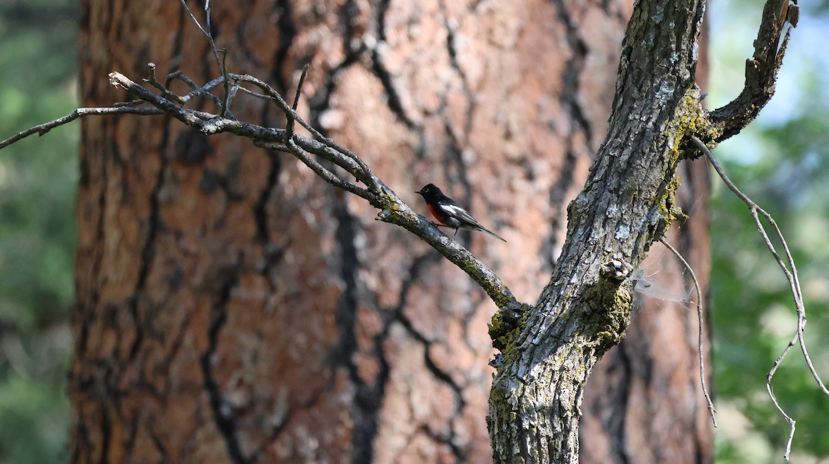 Painted Redstart - ML621594164