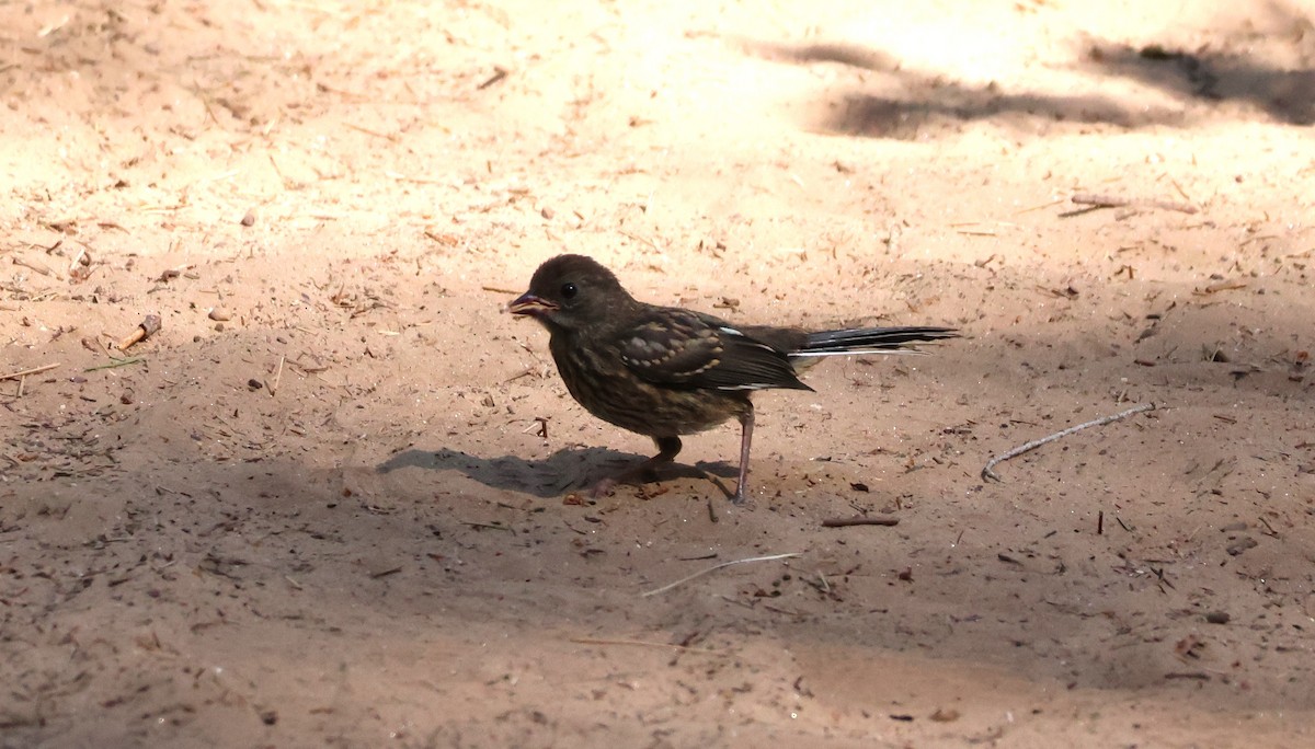 Spotted Towhee - ML621594176