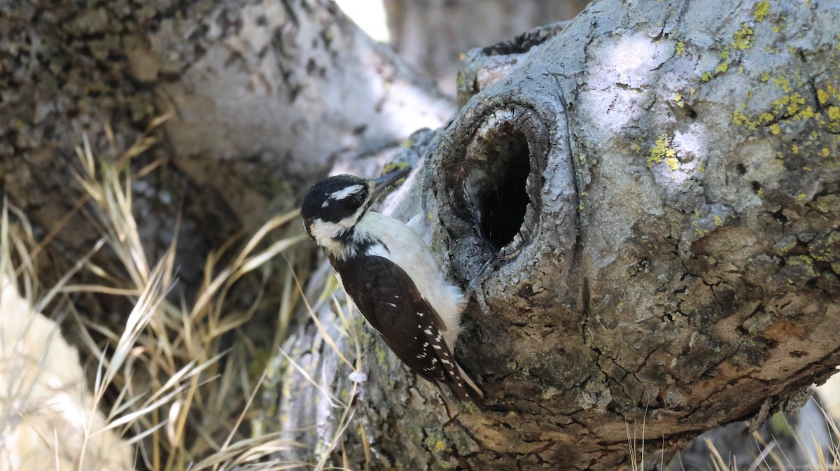 Hairy Woodpecker - ML621594239