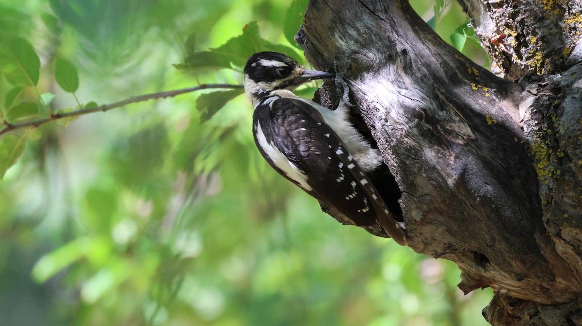 Hairy Woodpecker - ML621594240