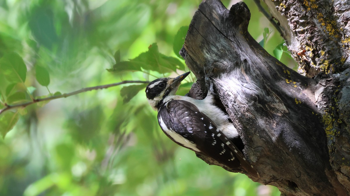 Hairy Woodpecker - ML621594241