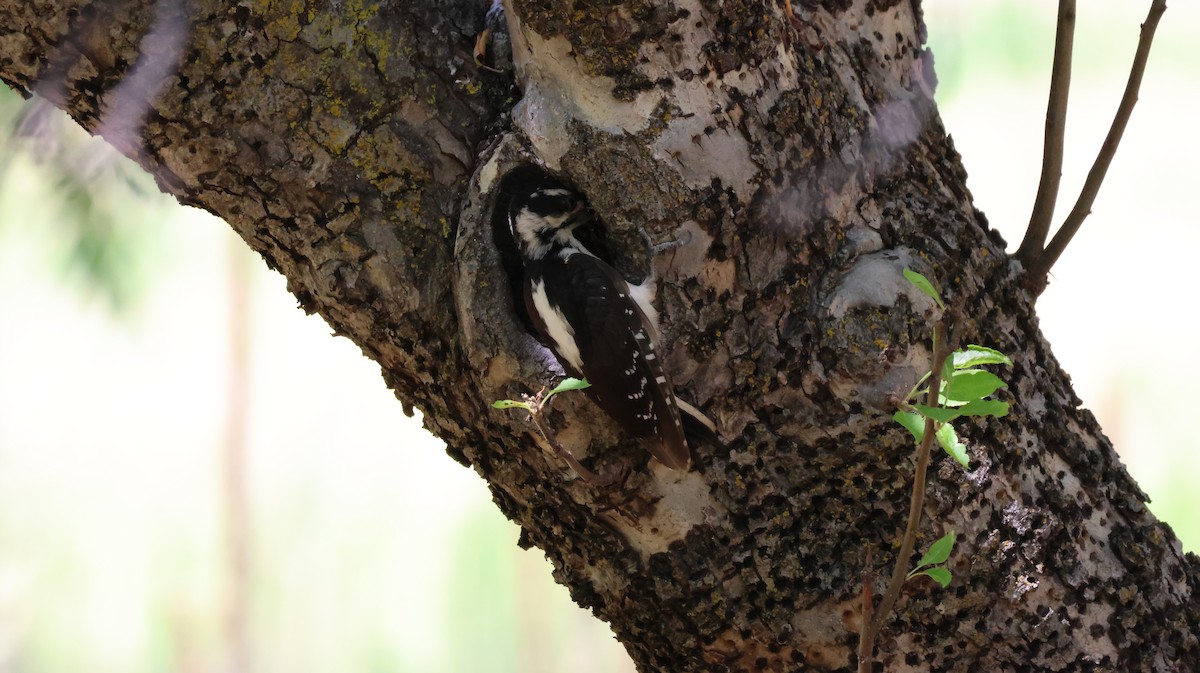 Hairy Woodpecker - ML621594242