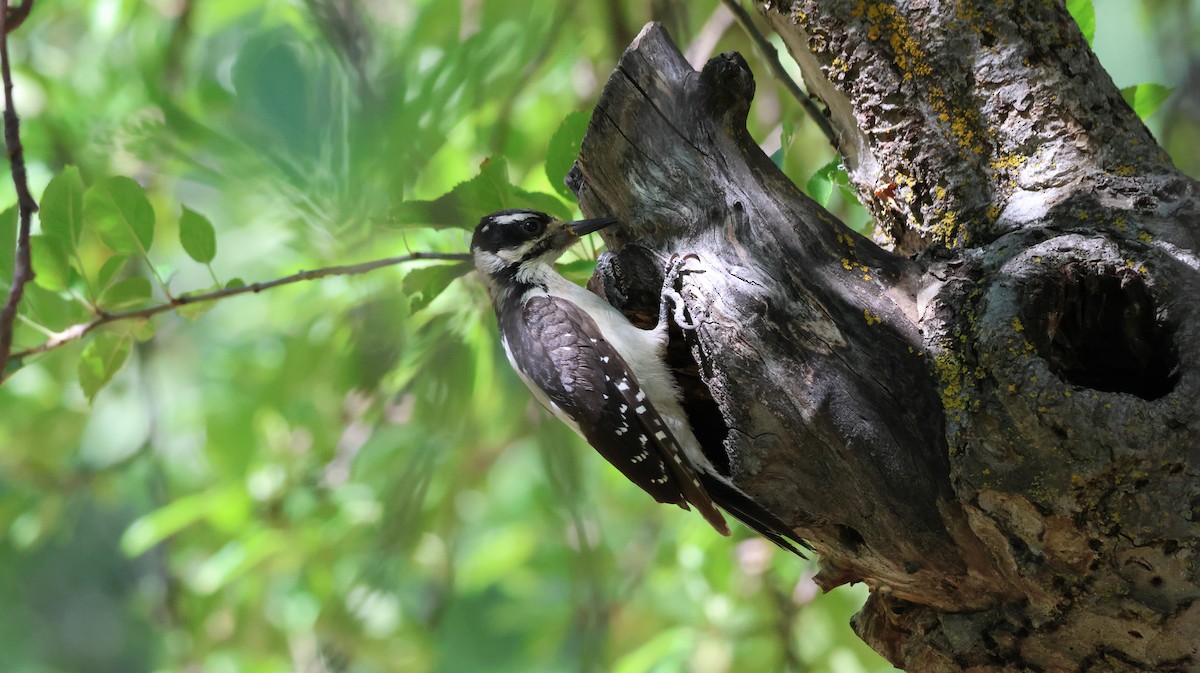 Hairy Woodpecker - ML621594243