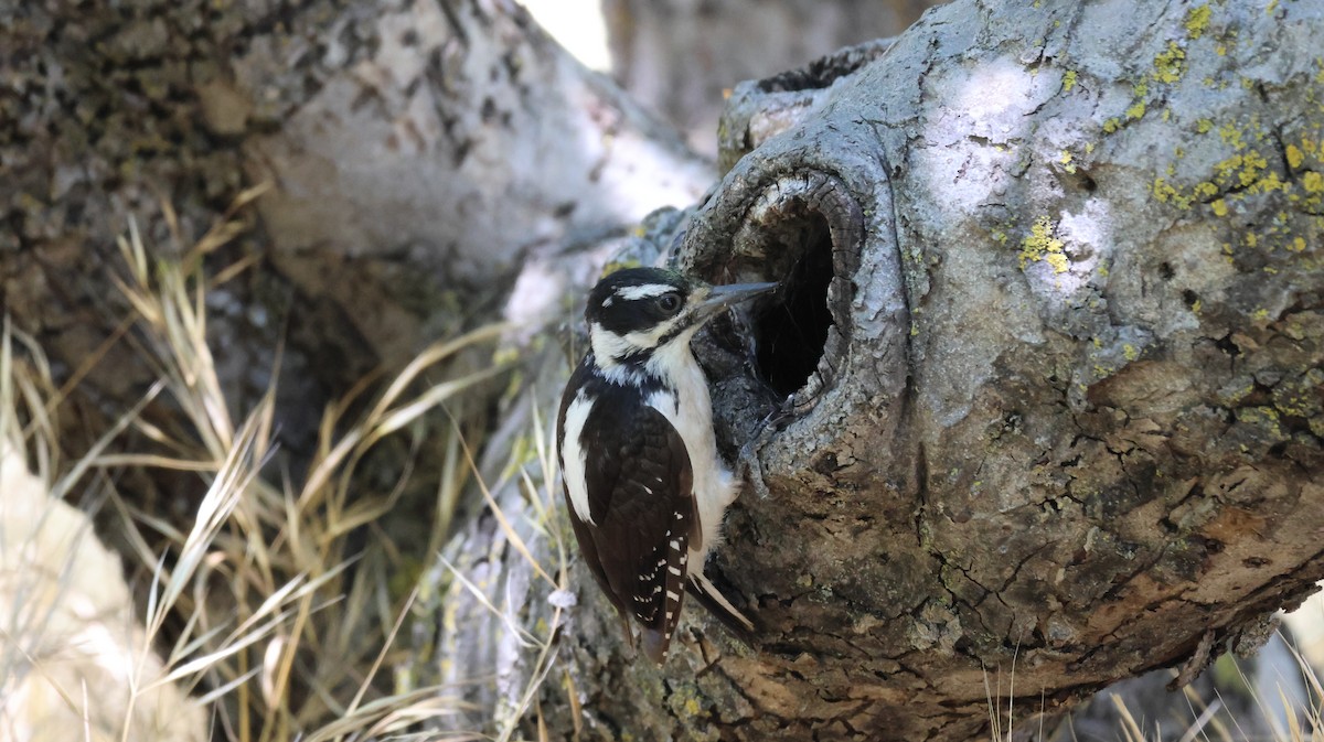 Hairy Woodpecker - ML621594244