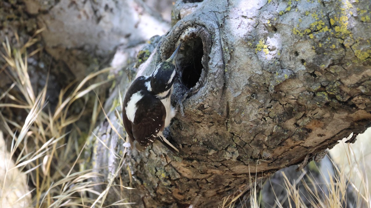 Hairy Woodpecker - ML621594245