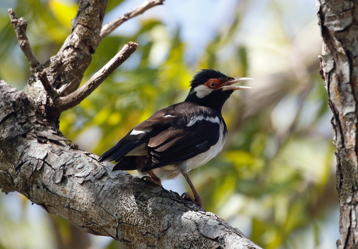 Javan Pied Starling - ML621594274