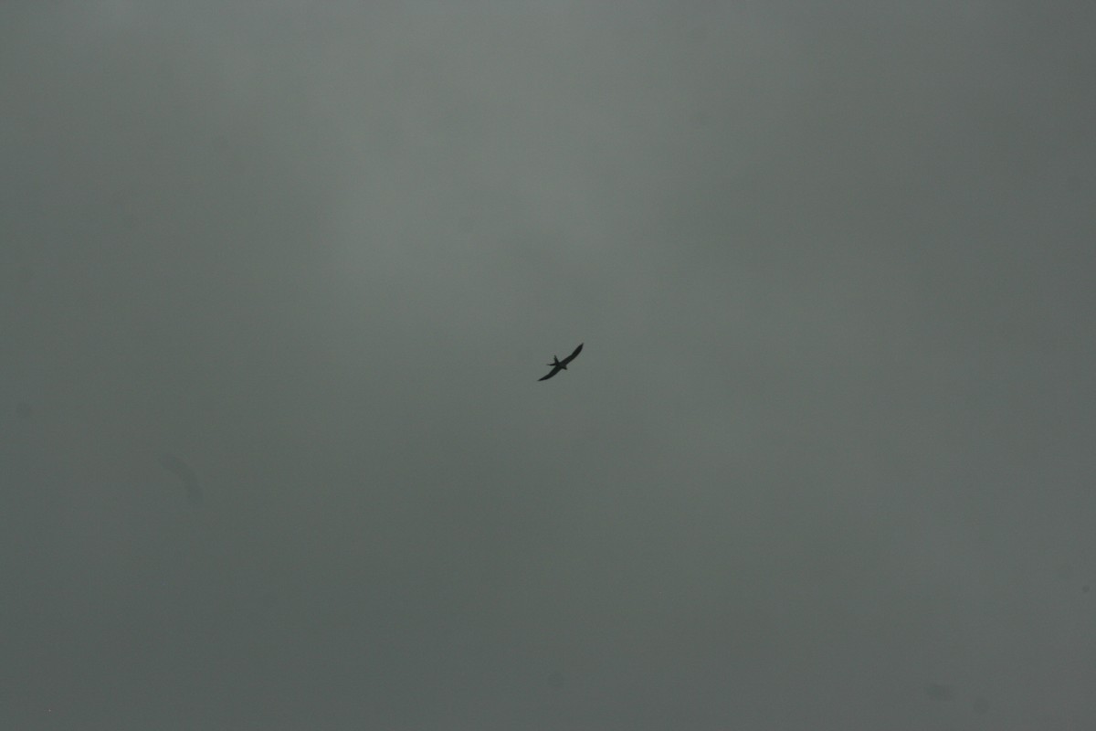 Swallow-tailed Kite - ML621594275