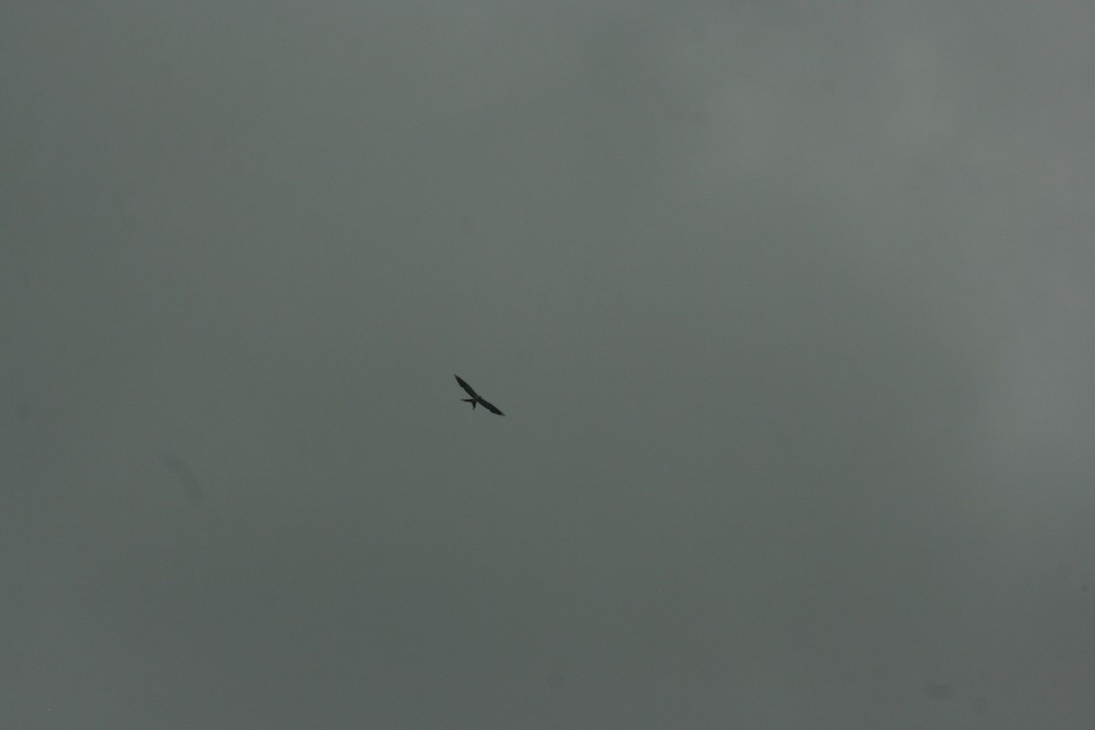 Swallow-tailed Kite - ML621594276