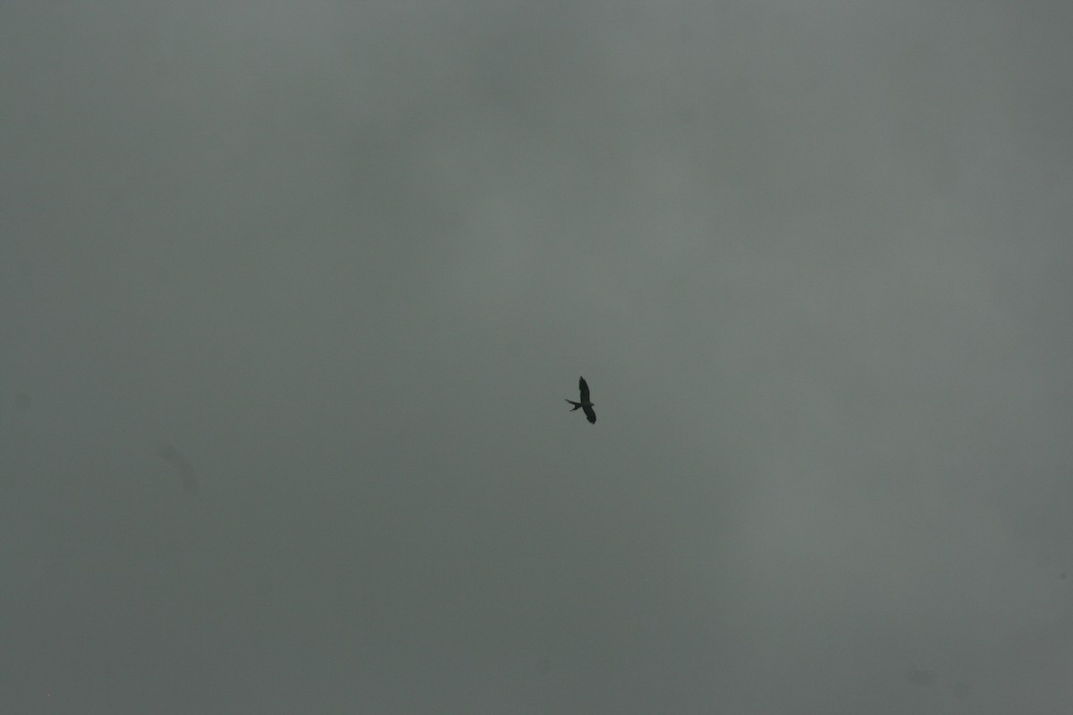 Swallow-tailed Kite - ML621594277