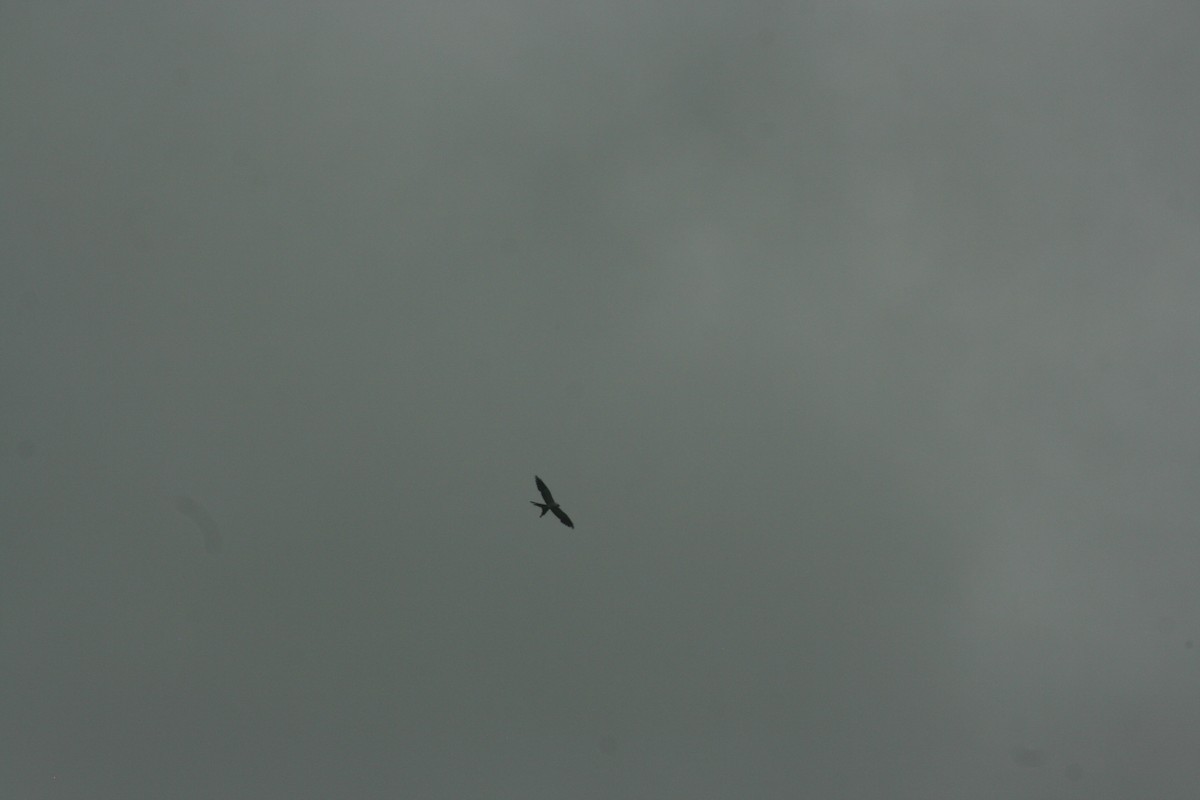 Swallow-tailed Kite - ML621594278