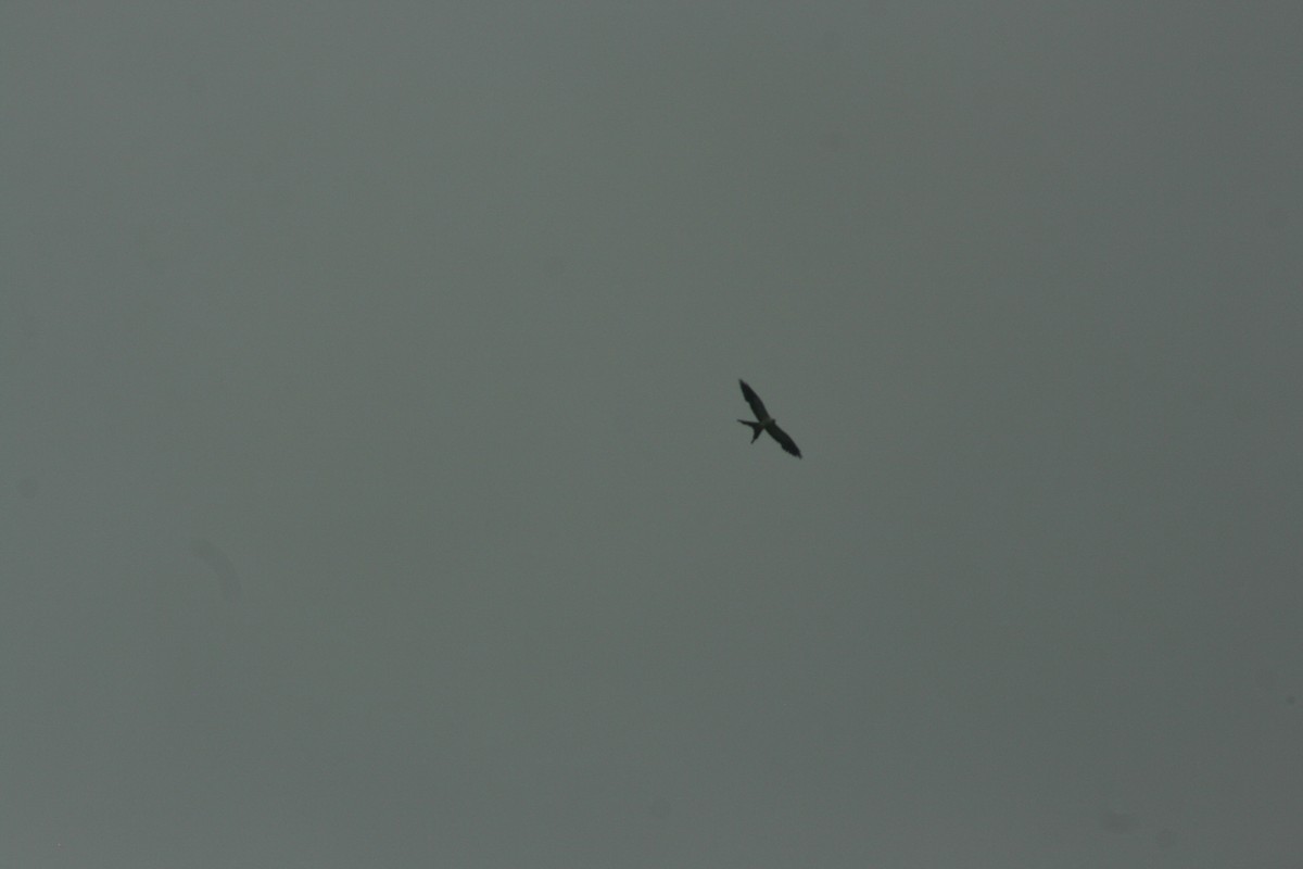 Swallow-tailed Kite - ML621594279