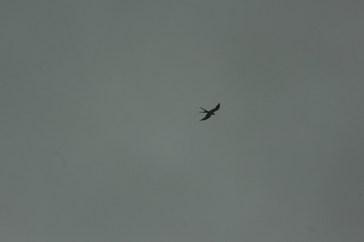 Swallow-tailed Kite - ML621594280