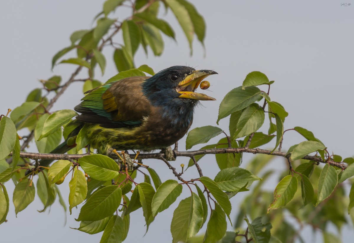 barbet velký - ML621594330