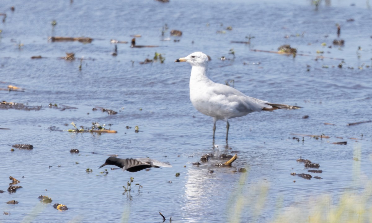 Ring-billed Gull - ML621594387