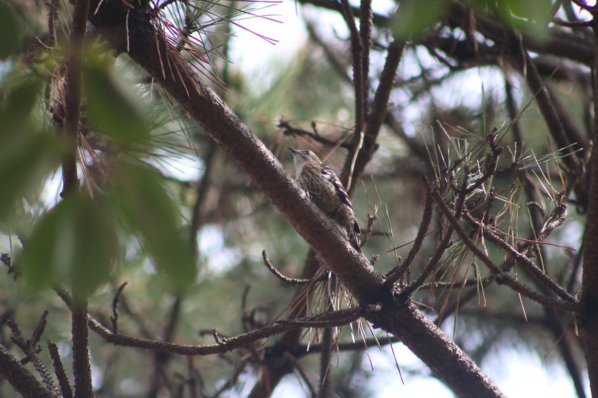 Japanese Pygmy Woodpecker - ML621594405