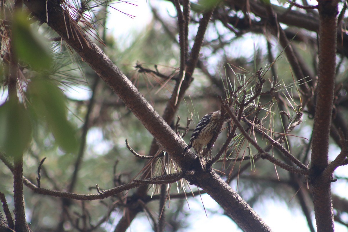 Japanese Pygmy Woodpecker - ML621594406