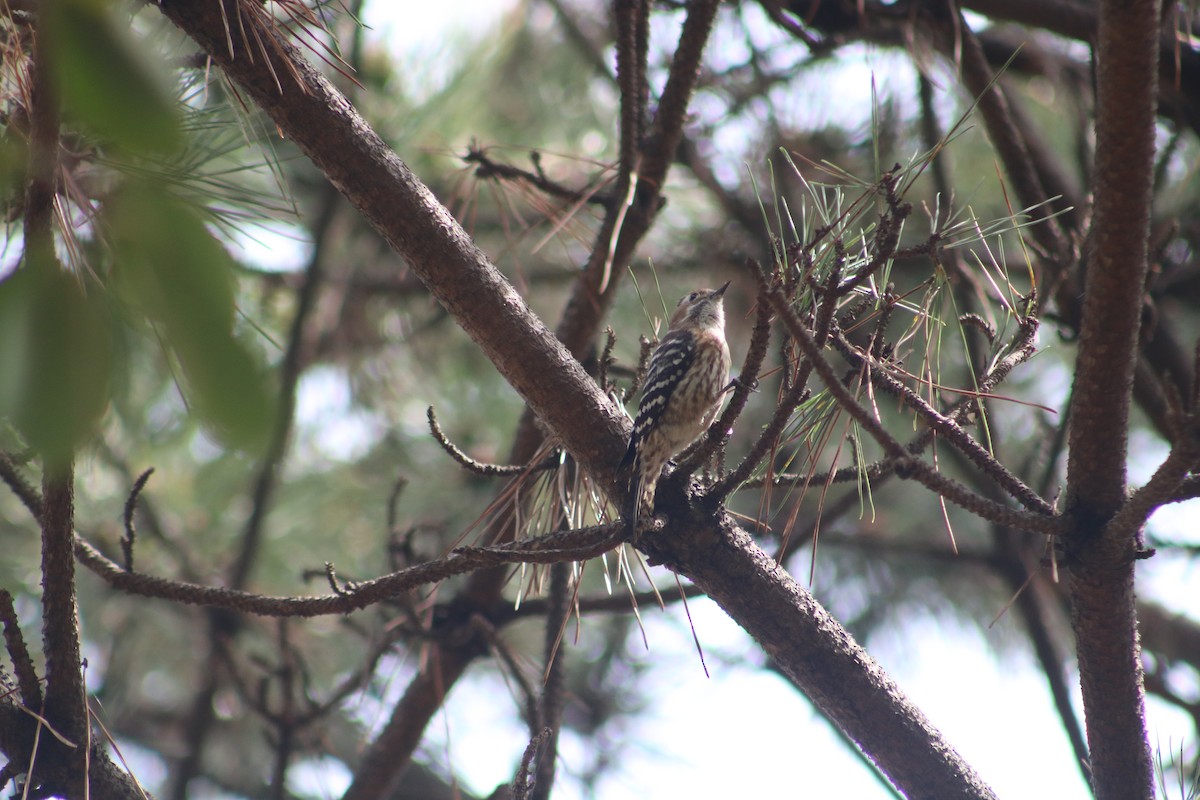 Japanese Pygmy Woodpecker - ML621594407