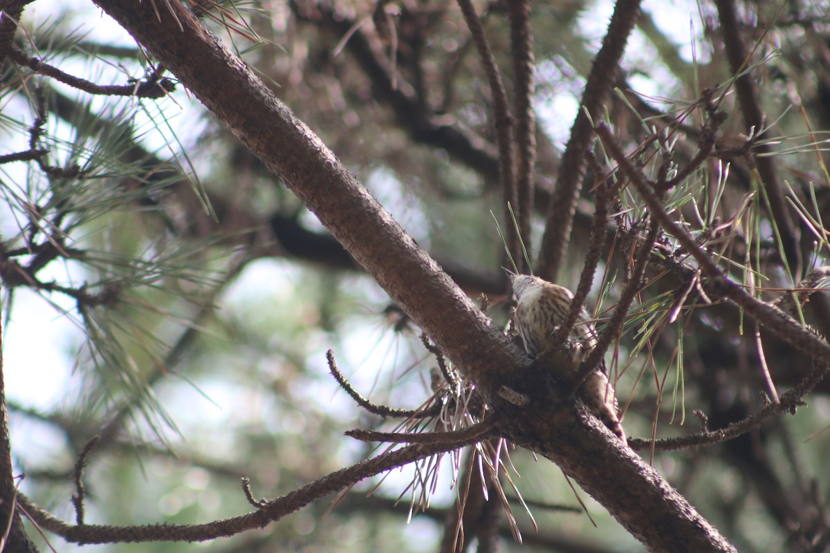 Japanese Pygmy Woodpecker - ML621594408