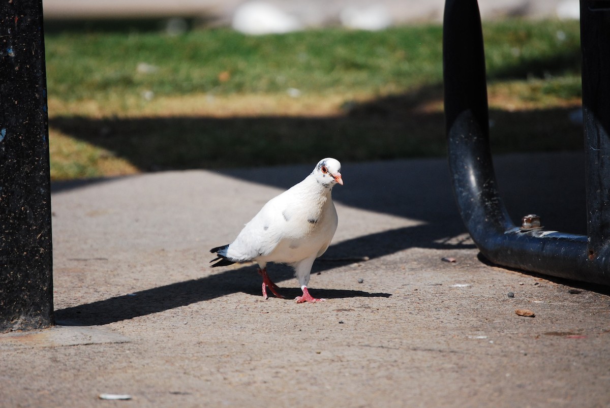 Rock Pigeon (Feral Pigeon) - ML621594449