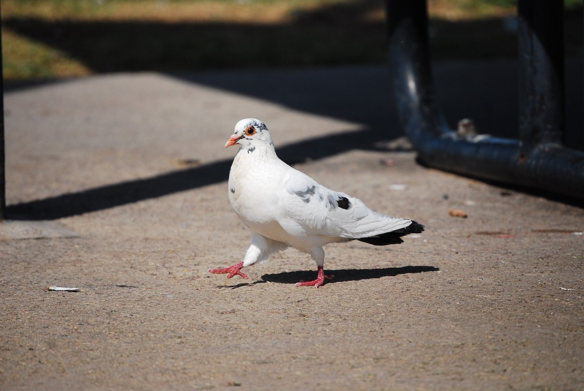 Rock Pigeon (Feral Pigeon) - ML621594450
