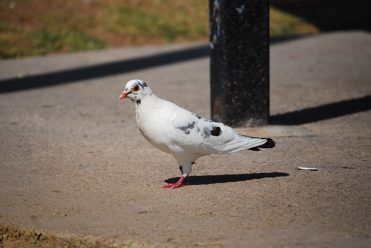 Rock Pigeon (Feral Pigeon) - ML621594451
