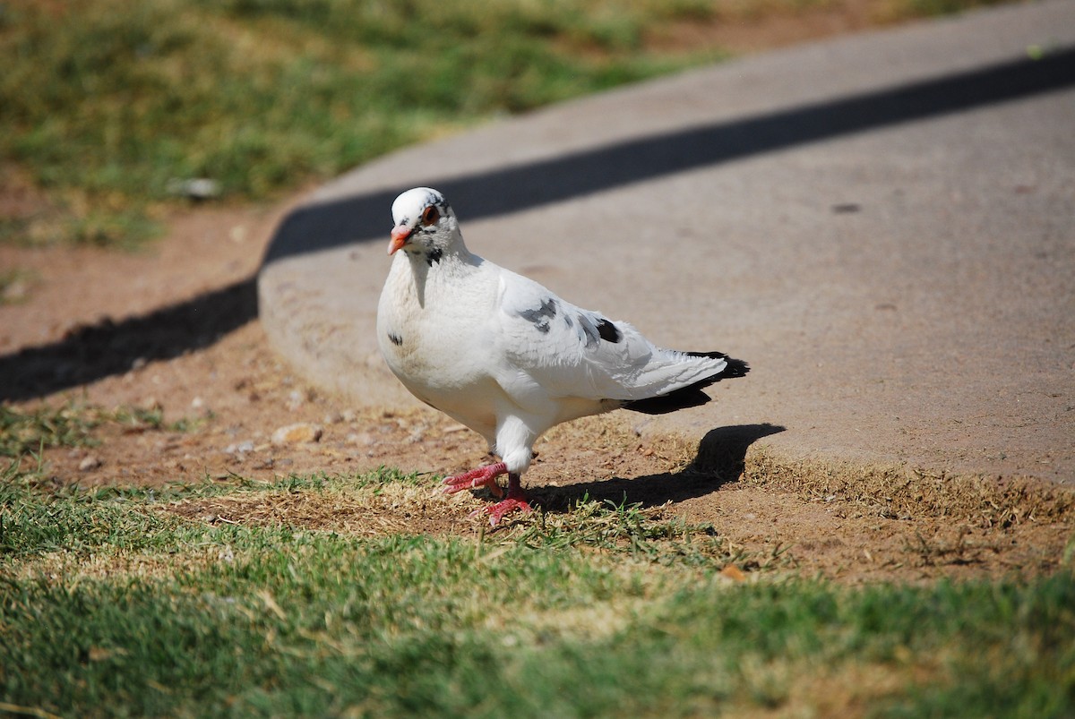 Rock Pigeon (Feral Pigeon) - ML621594452