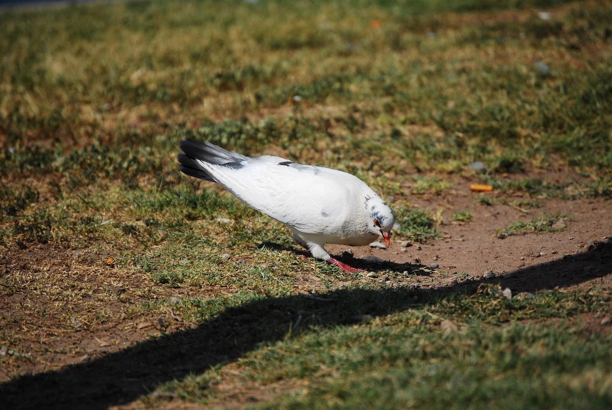 Rock Pigeon (Feral Pigeon) - ML621594453